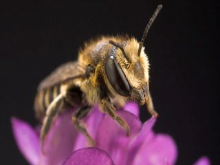 Contaminación: abejas construyen sus nidos enteramente de plástico