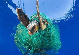 Contaminación: en la gran isla de basura en el océano Pacífico florecen nuevos ecosistemas marinos