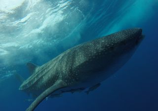 Contaminación: las ballenas ingieren millones de microplásticos por día