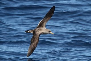 Contaminación lumínica y los vuelos de aves marinas