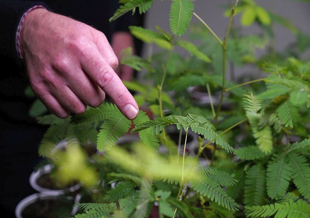 El dedo señala a las plantas de Mimosa pudica. Peter Vishton, psicólogo del desarrollo, inició su proyecto actual sobre la planta Mimosa pudica durante la pandemia de COVID-19. (Foto de Stephen Salpukas)