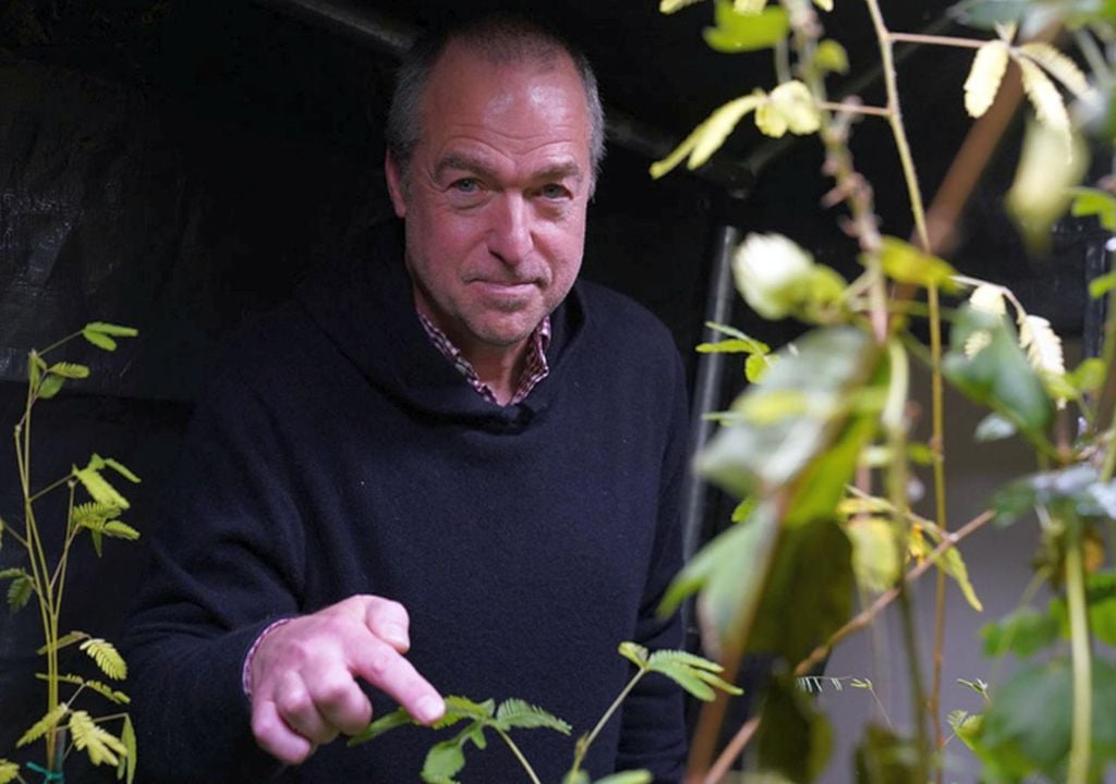 Vishton señala una planta de Mimosa pudica dentro de su tienda de investigación. Foto de Stephen Salpukas.