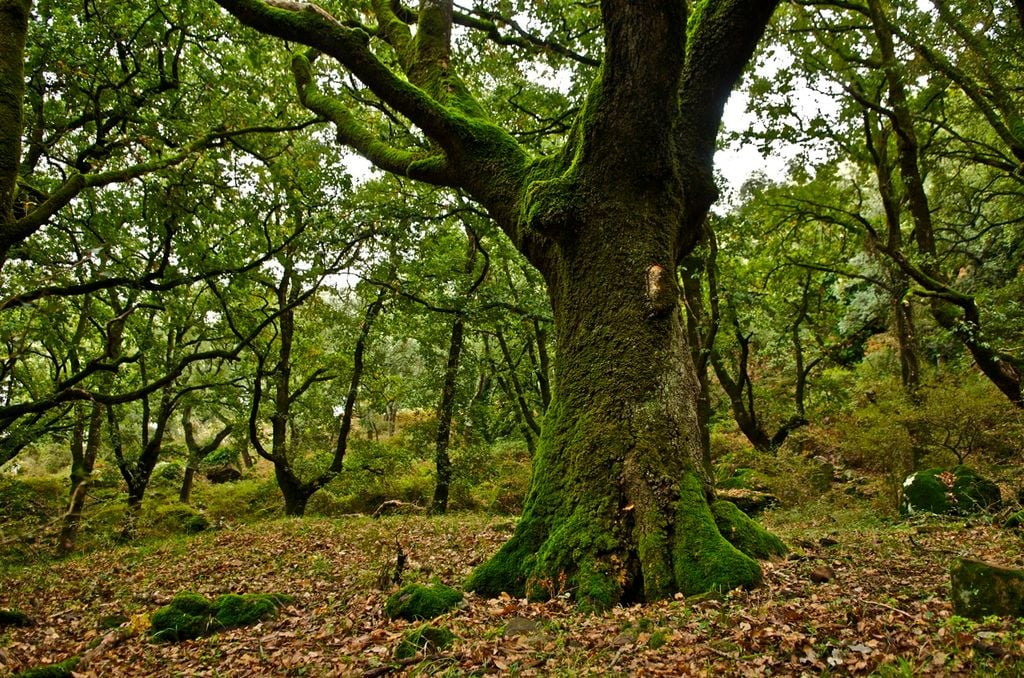 Convenio Para Investigar El Efecto Del Cambio Climático En Los Alcornocales Bosque de alcornoque en el Parque Natural de los Alcornocales, en la provincia de CádizLos bosques de alcornoque del sur peninsular sufren un grave problema de muerte de individuos adultos, conocido como 'la seca', a la vez que se detecta una falta de regeneración; todas estas circunstancias amenazan su conservación a largo plazo. Esta investigación se enmarca en el proyecto denominado INTERCAPA, que persigue entender el papel del cambio climático y el de un agresivo patógeno originario de Nueva Guinea a fin de determinar en qué medida estos factores influyen en la mortandad de árboles y de la preocupante situación del bosque alcornocal.La investigación plantea ensayar escenarios de cambio climático con estructuras de exclusión de lluvia en parcelas en las que se simula un escenario de sequía, algo previsto para el sur de Europa en las próximas décadas. Se indagará cómo la escasez de lluvias prevista afecta a la salud de la vegetación y a la capacidad infectiva del patógeno. Una de las principales líneas de trabajo de la Fundación Jaime González-Gordon es impulsar la investigación vinculada a la conservación de la biodiversidad y al aprovechamiento sostenible de los recursos forestales. En esta línea se encuadra este nuevo convenio, en esta ocasión con el IRNAS-CSIC, tiene como objetivo colaborar con el proyecto INTERCAPA, un proyecto a largo plazo que pretende estudiar los efectos del cambio climático sobre los bosques de alcornocal.