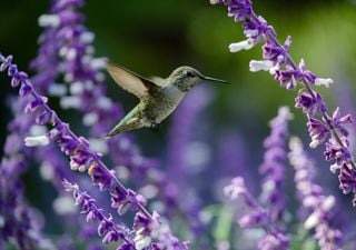 Convierte tu jardín en un paraíso para los picaflores con estas 5 flores