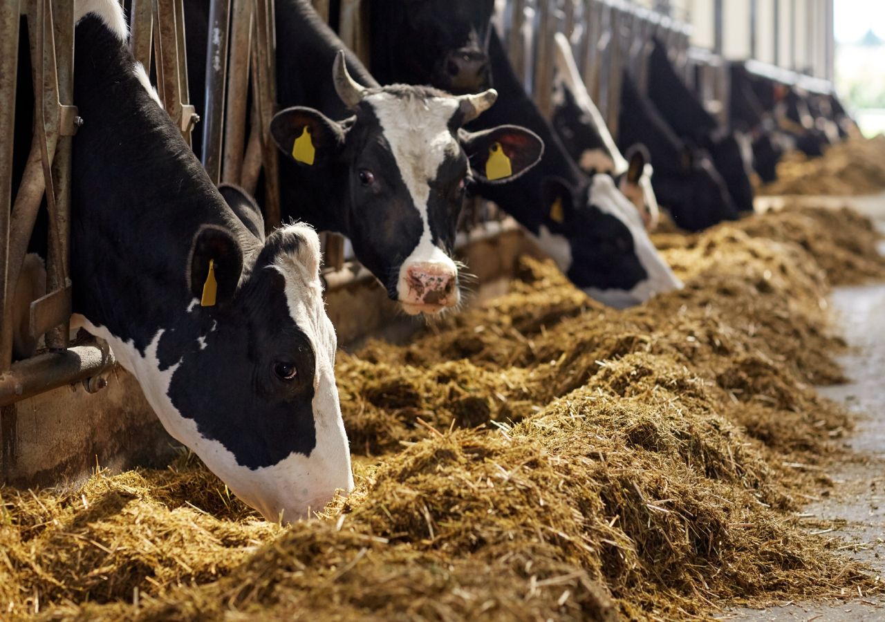 As eleições para os órgãos sociais da Cooperativa Agrícola de Esposende, realizadas no passado dia 25 de março para o quadriénio 2024-2027 foram declaradas nulas.