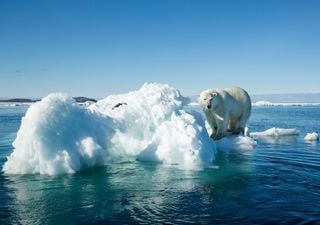COP28: ¿qué podemos esperar de la cumbre del clima de Dubái?