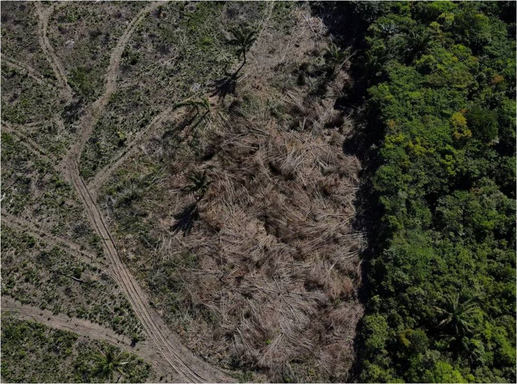 desmatamento em área da floresta amazônica em Manaus