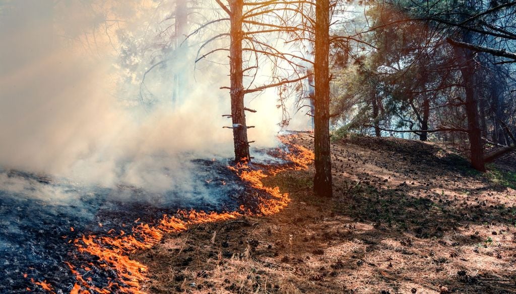España acumula más de 30.000 hectáreas quemadas desde comienzos de año