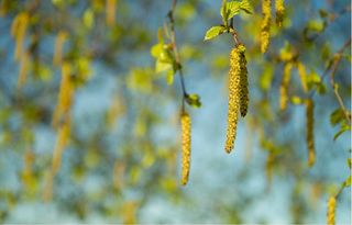 Copernicus ayuda a los pacientes de rinitis alérgica