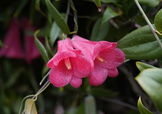 Copihue en casa: claves de cuidado y multiplicación para que prospere esta primavera 