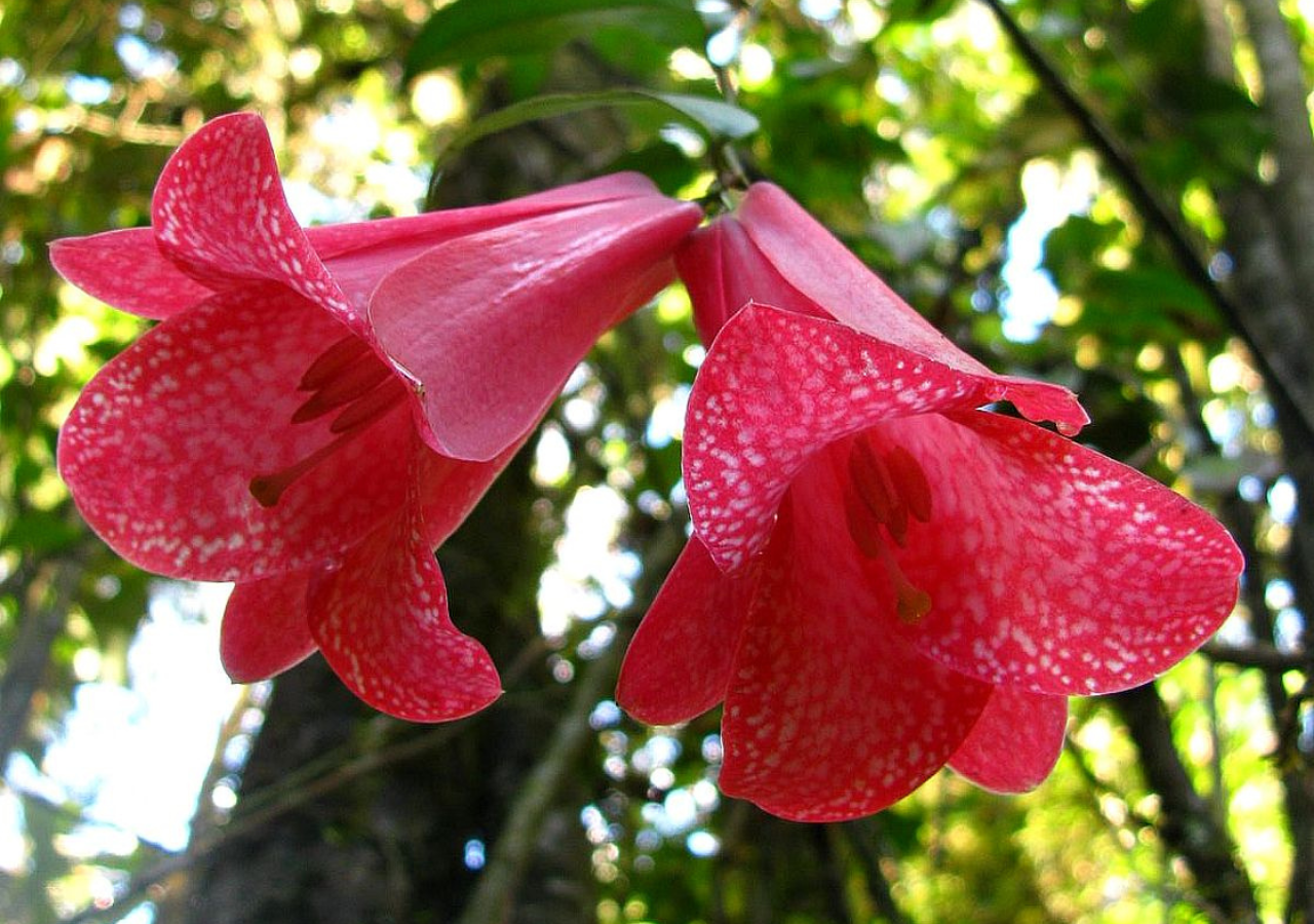 Copihue, un símbolo cultural y tesoro natural de Chile que ...
