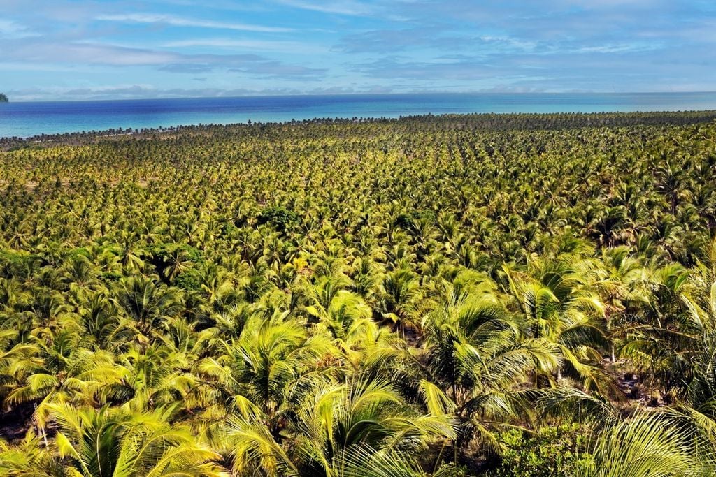 coco, embrapa, pragas