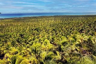 Coqueiro na palma da m&atilde;o: o app da Embrapa para reconhecer pragas e doen&ccedil;as no ver&atilde;o