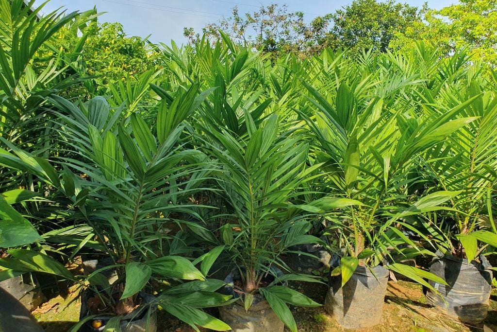 Calor, umidade, pragas, doenças