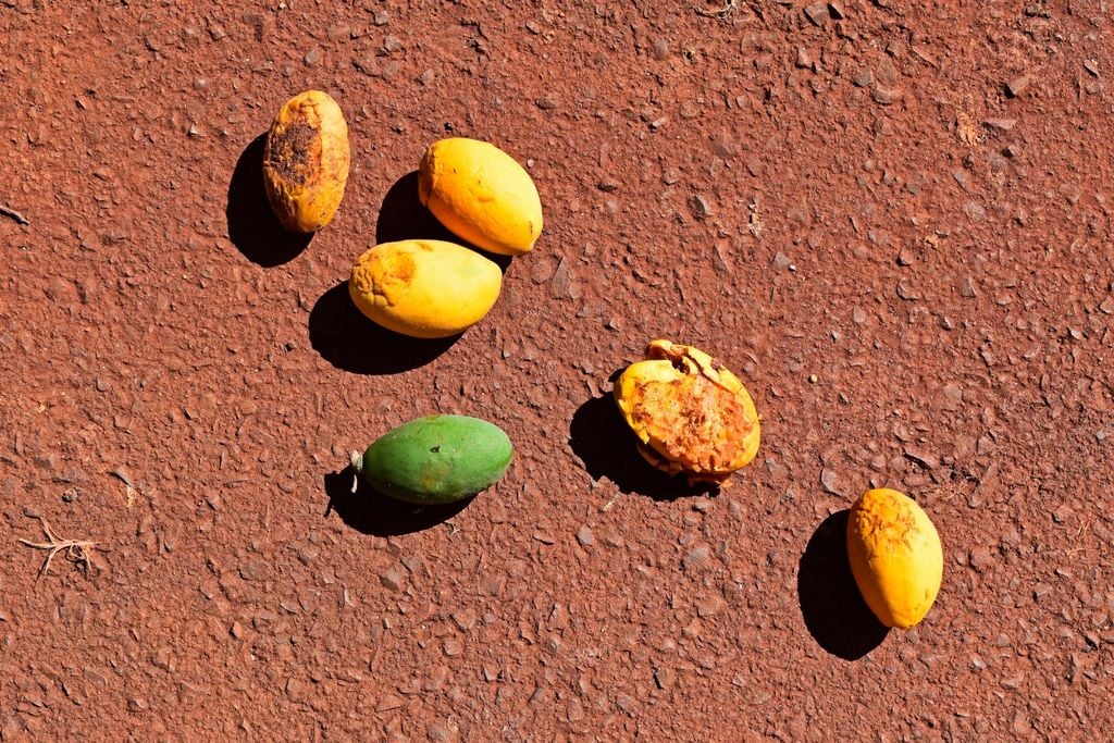 Cor, frutos, oiti Cor, frutos, oiti