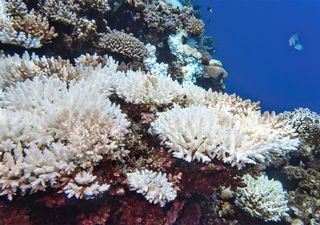 Coral adaptation may not be able to keep pace with climate change