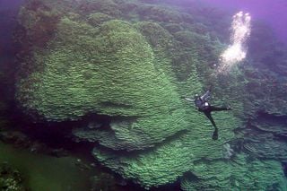 Encuentran un coral colosal en las Islas Marianas: uno de los más grandes de su especie y de más de 2.000 años