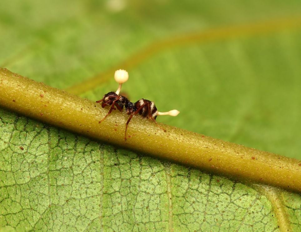 Cordyceps mexicana: nuevo hongo en Edomex como el de The Last of Us . Noticias en tiempo real