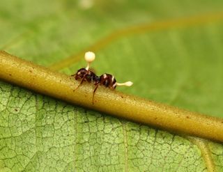 Cordyceps mexicana: nuevo hongo en Edomex como el de The Last of Us 