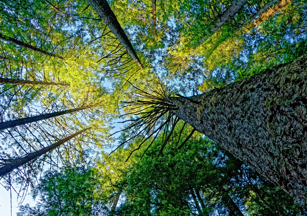 Durante tormentas eléctricas, las descargas tipo corona pueden quemar las puntas de hojas y ramas; su presencia frecuente en los bosques abre la pregunta sobre cuánto influyen en la salud y evolución del dosel arbóreo.