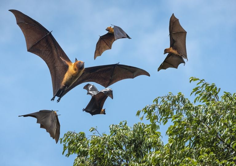 Bats carry a large part of zoonotic viruses: changing their geographic distribution will undoubtedly create a greater risk for the human population.