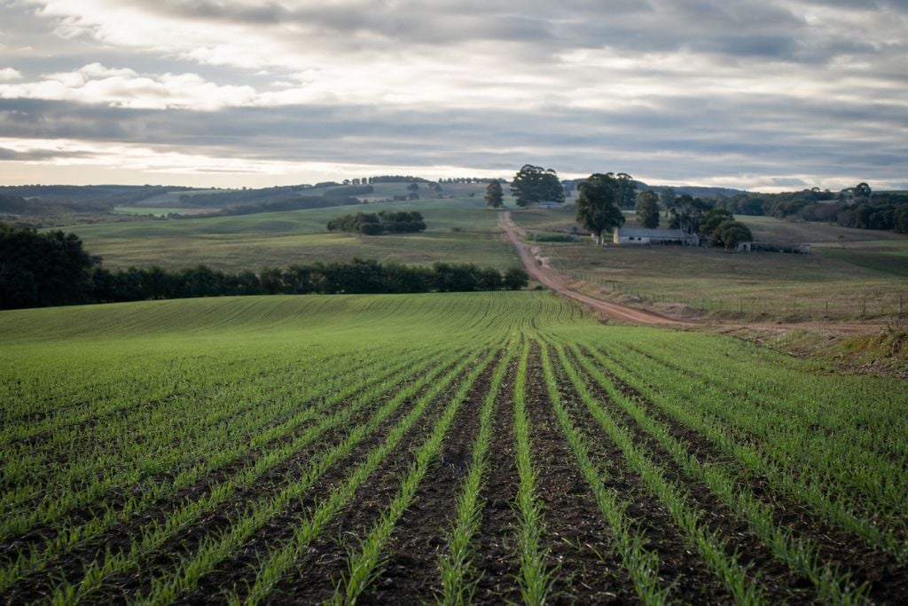trigo, RS, rio grande do sul, paraná O tempo firme no interior da Região Sul favorece o avanço da semeadura do trigo, enquanto lavouras já emergidas seguem em boas condições no início de junho.