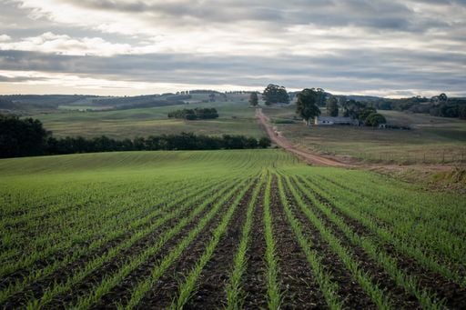 Plantio do trigo passa de 40% no pa&iacute;s, mas instabilidade acende alerta no RS