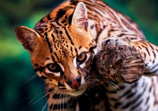 Carrera contra el tiempo para evitar la extinción del gato montés: ¡sólo quedan 100 animales en Centroamérica!