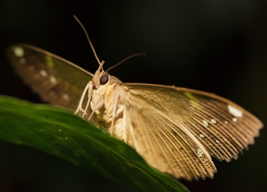 Novas espécies de insetos Córsega França Biodiversidade