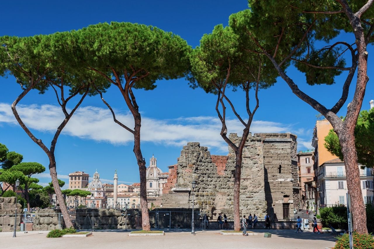 Pini di Roma, perché stanno cadendo e come cambierà il volto della città