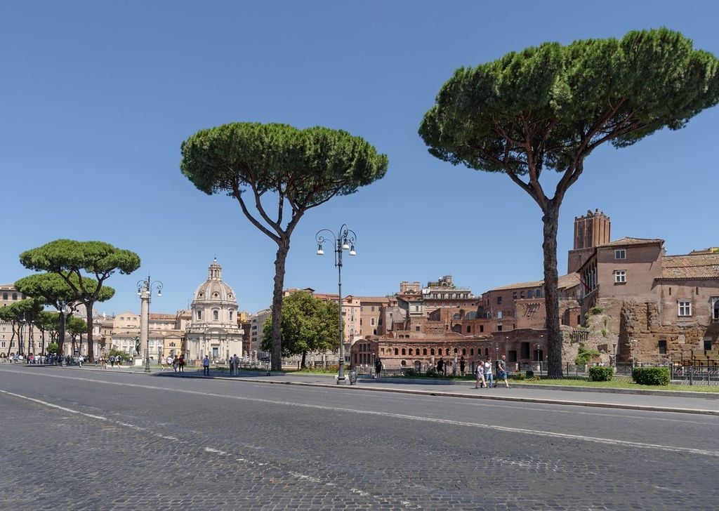 A Roma i pini non sono soltanto alberi molto amati, sono anche parte del panorama cittadino.