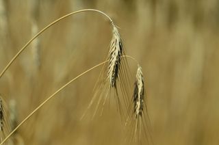 Raccolto di grano "catastrofico" in Tunisia a causa della grave siccità