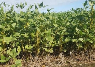 Cosecha gruesa en Argentina: recorte en soja por la sequía, maíz con rindes dispares y girasol que sorprende al alza