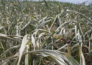 Cosecha gruesa en caída: febrero llegó con lluvias pero el daño de la sequía de enero no se podrá revertir