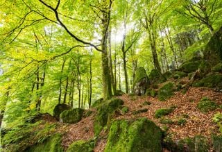 Así es como la edad de los árboles y los bosques "impacta" en los ecosistemas forestales sometidos al cambio climático