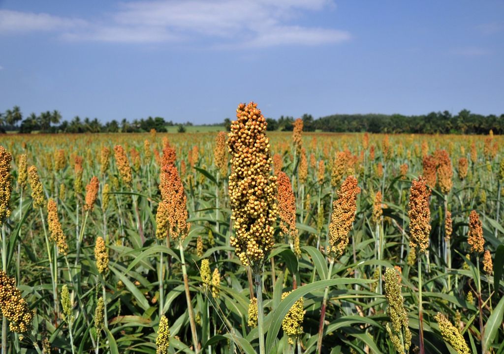 Sorghum is a drought resistant crop grown in many developing countries