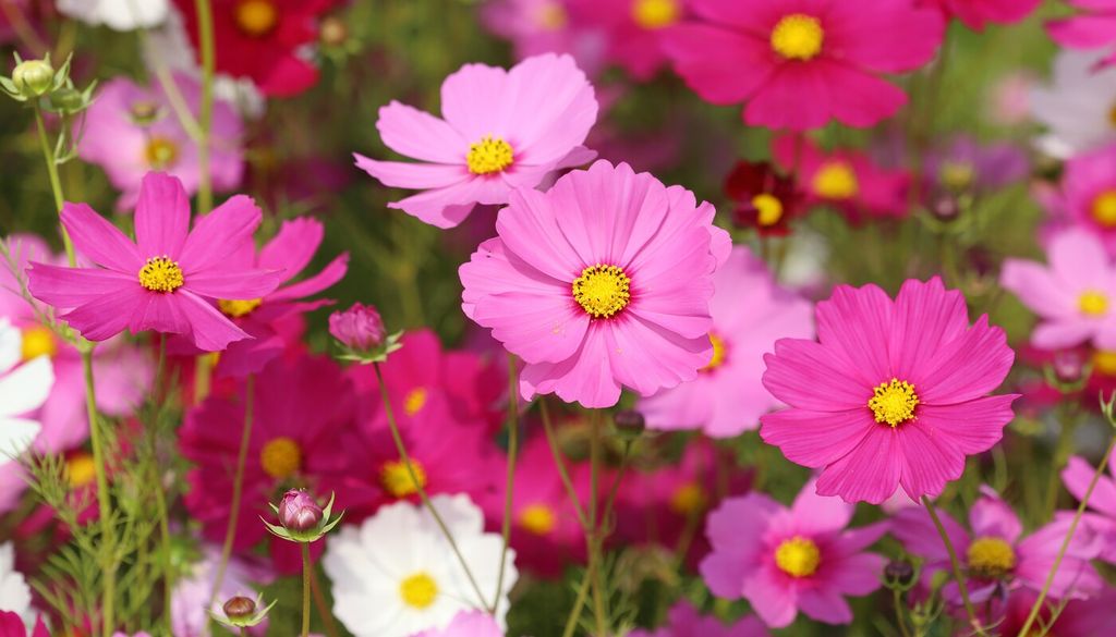 cosmos Los cosmos necesitan varias horas de sol directo para crecer vigorosamente y producir una floración abundante.