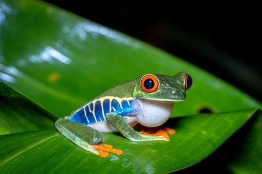 Costa Rica : une nouvelle esp&egrave;ce de grenouille d&eacute;couverte