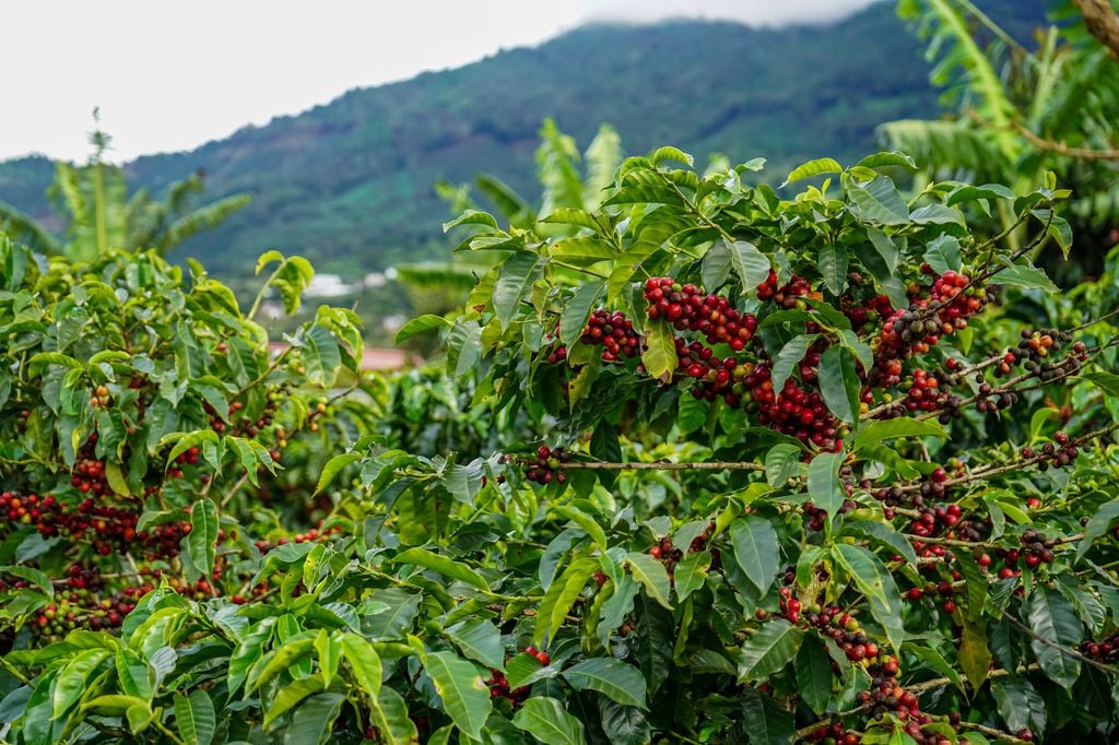 Champs Café Caféier Costa Rica Montagne Elle peut être entendue la nuit perchée en haut des caféiers.