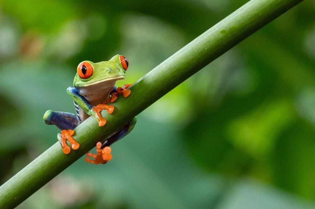 Rainette Grenouille Biodiversité Nature Amphibien Costa Rica L'espèce est endémique du Costa Rica selon les scientifiques.
