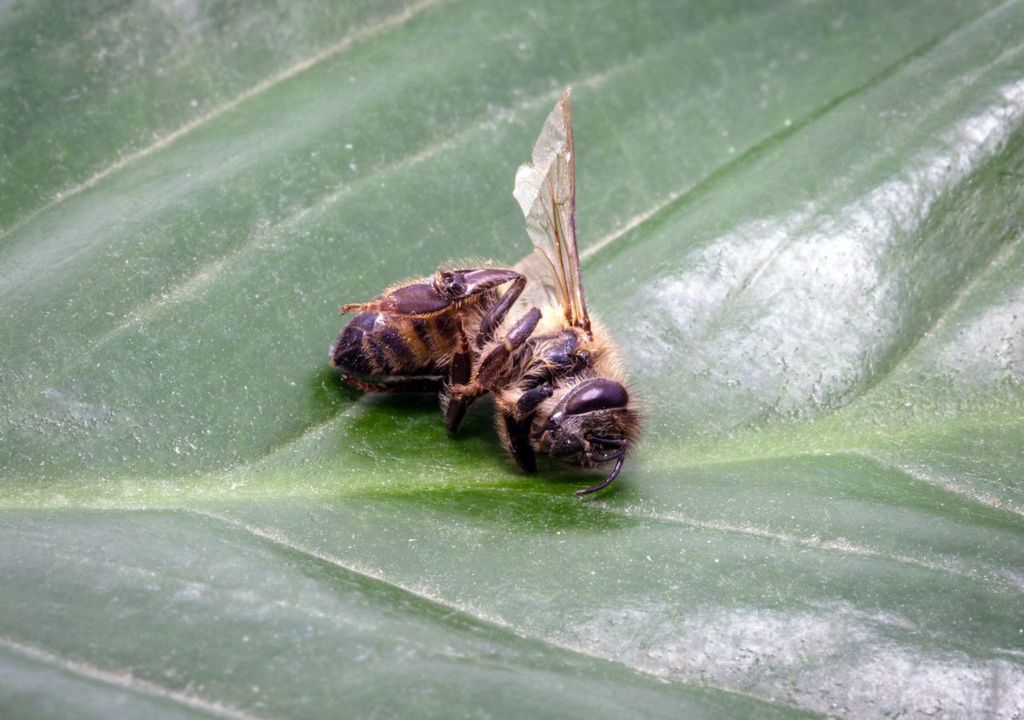 Abeja muerta Abeja muerta