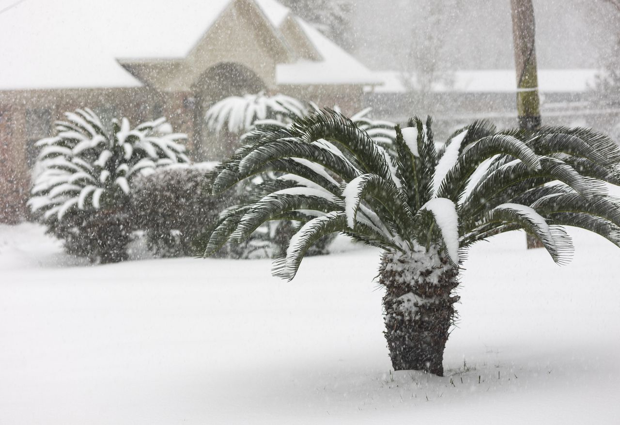 Could Snow Really Fall in Florida? See Where Gulf-Effect Flurries May ...