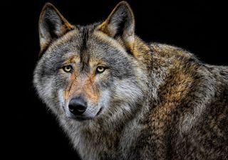 Could successful wolf reintroduction in the US be mirrored in the UK?