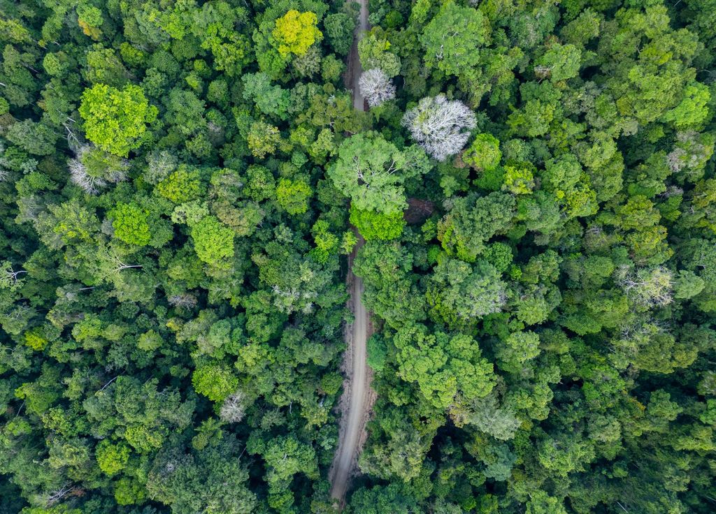 Forêt amazonienne route prétexte