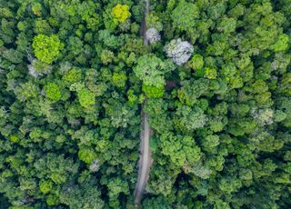 Coup de griffe : quelle est cette mesure idiote prise par le Brésil pour la prochaine COP30 sur le climat ?