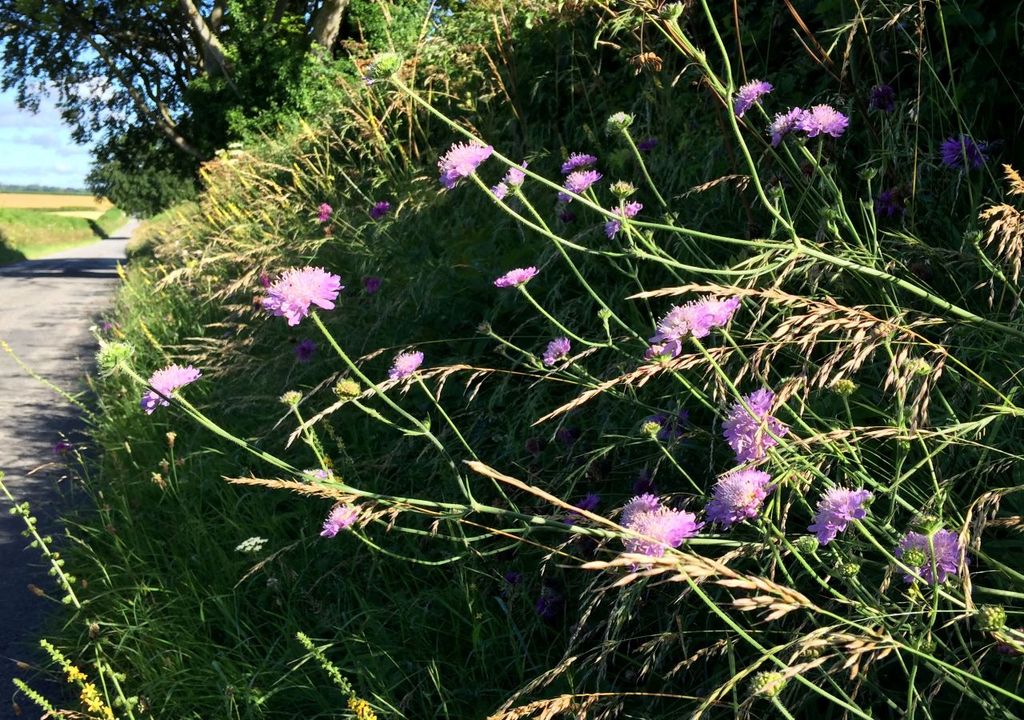 Field scabious growing by a road (c) Trevor Dines