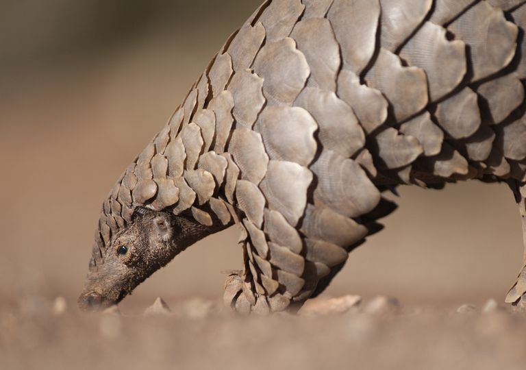 pangolin, murcielago, covid, coronavirus, fauna, pandemis pangolin, murcielago, covid, coronavirus, fauna, pandemis