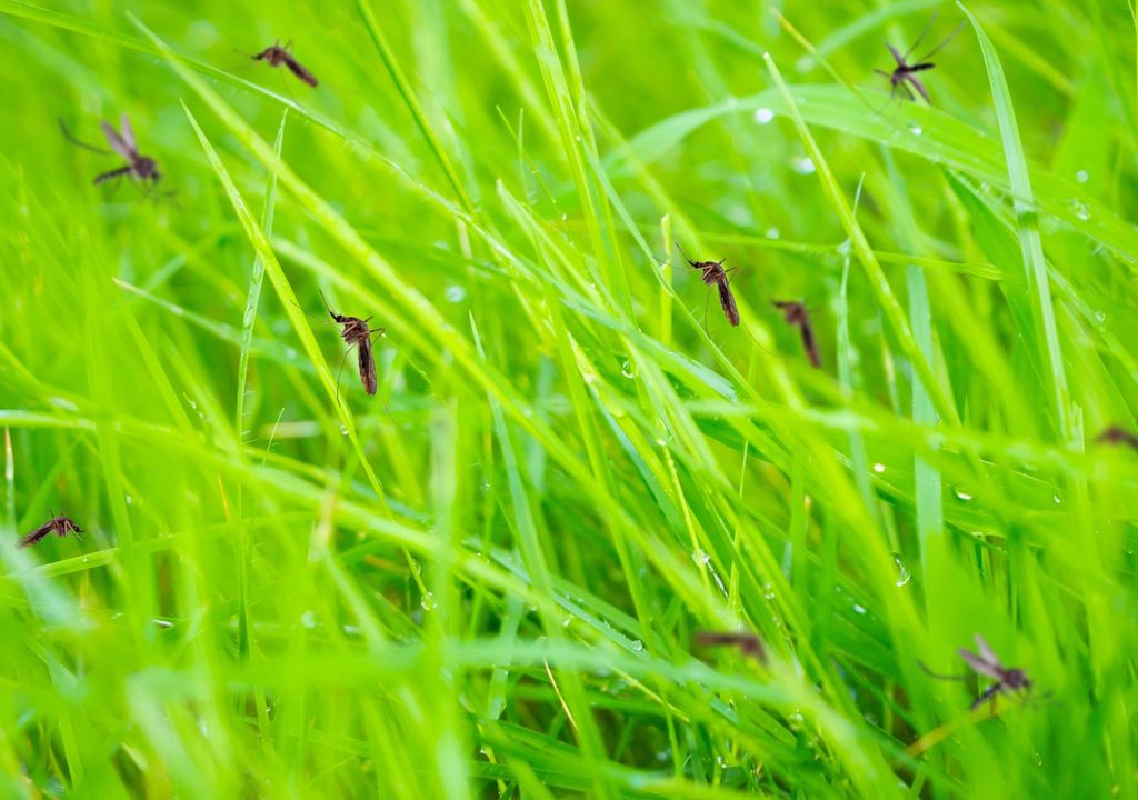 cambio climatico, mosquito, dengue, tropical, covid,