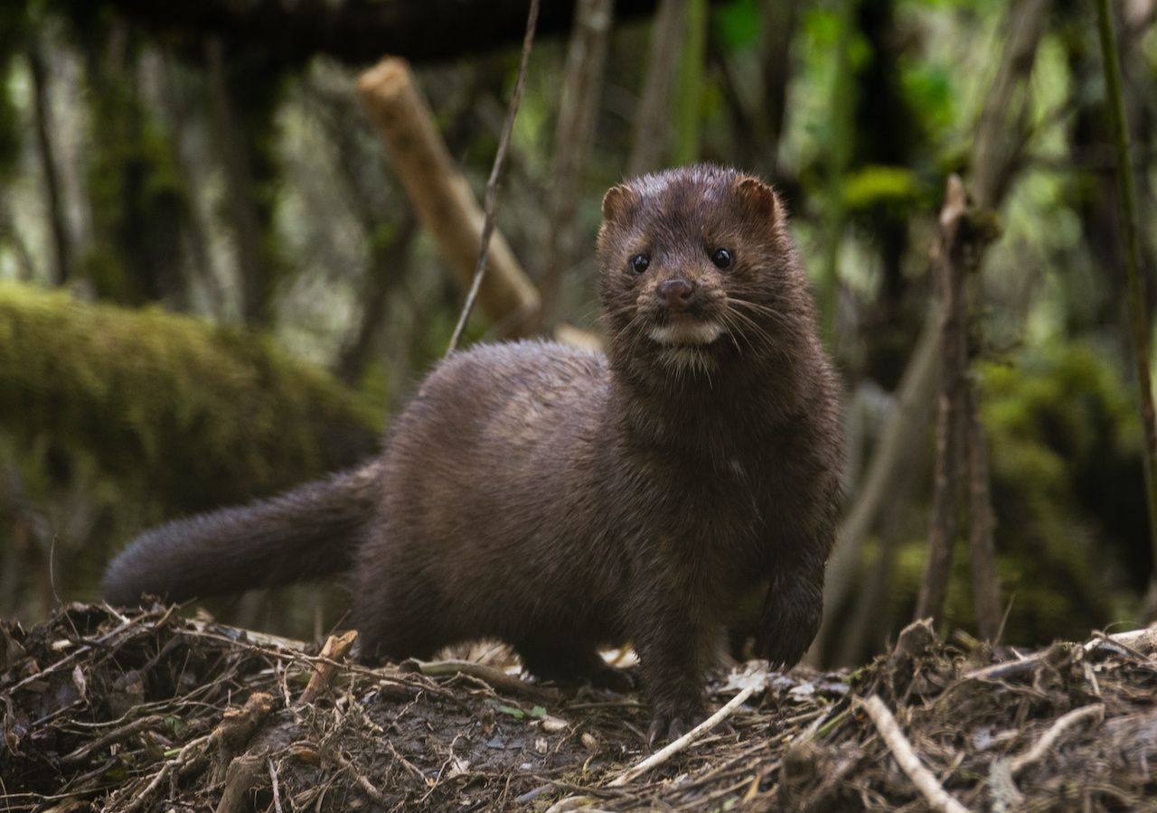 Covid mink First animal in the wild with coronavirus confirmed