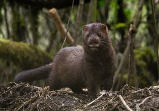 Covid mink: First animal in the wild with coronavirus confirmed